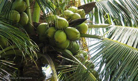 ampol ng niyog|Ang nagagawa ng ‘coconut tree’ sa’yo .